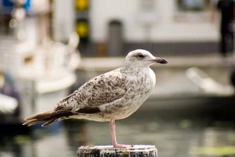 Seagull Stock Photos