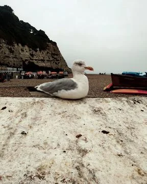 Seagull Stock Photos