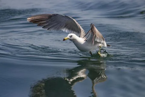 Seagull Stock Photos