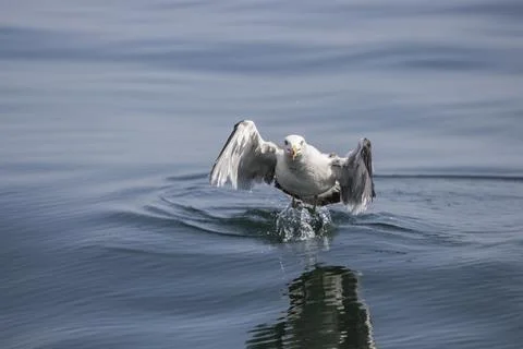 Seagull Stock Photos