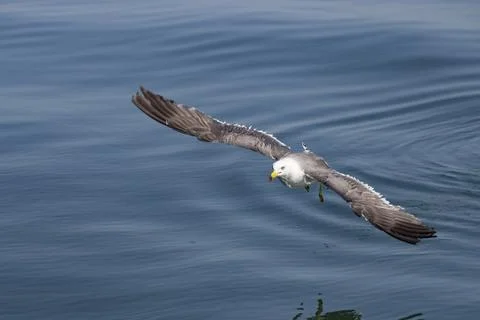 Seagull Stock Photos