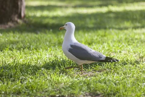 Seagull Stock Photos
