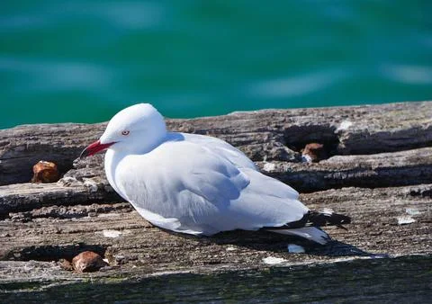 Seagull Stock Photos