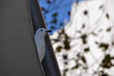 Seagull Stock Photos