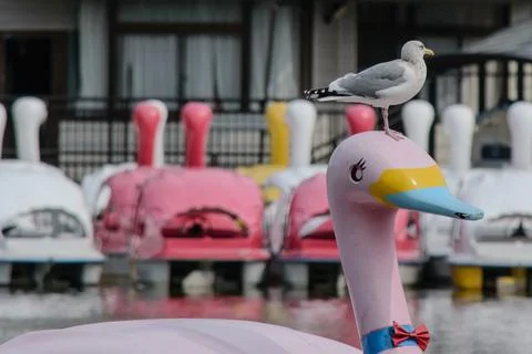 A seagull Stock Photos