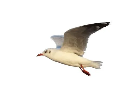 Seagull Stock Photos