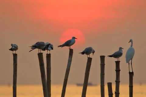 Seagull Stock Photos