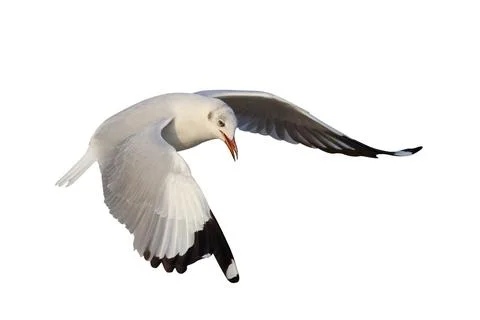 Seagull Stock Photos