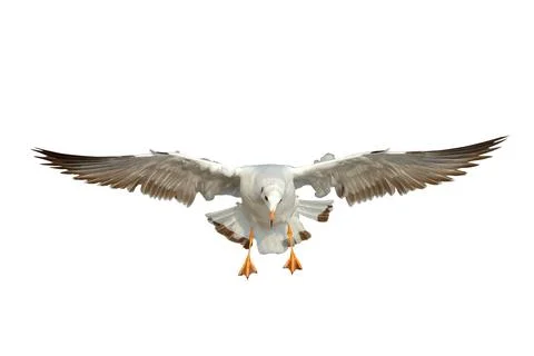 Seagull Stock Photos