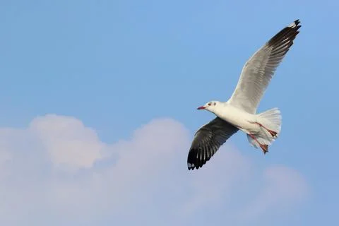 Seagull Foto stock