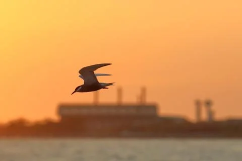 Seagull Stock Photos