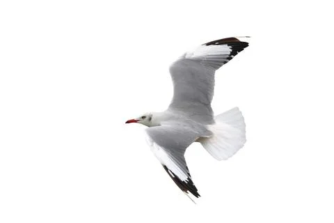 Seagull Stock Photos
