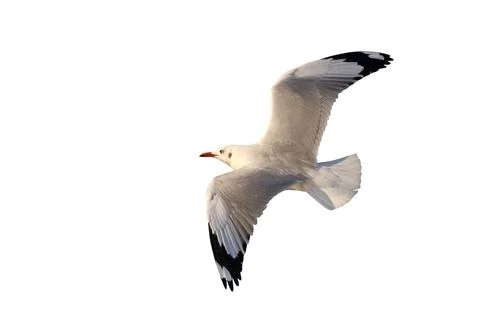 Seagull Stock Photos