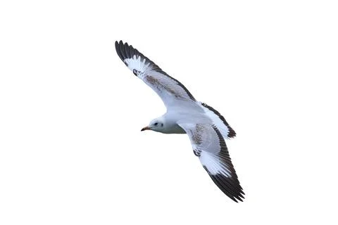 Seagull Stock Photos