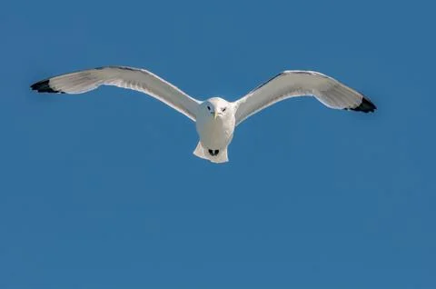 Seagull Stock Photos