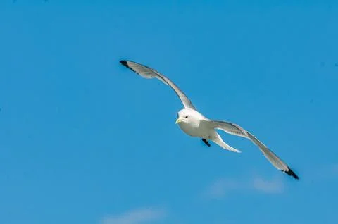 Seagull Stock Photos