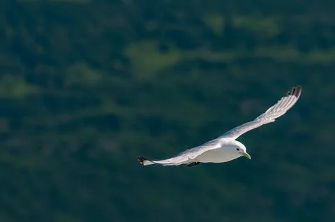 Seagull Stock Photos