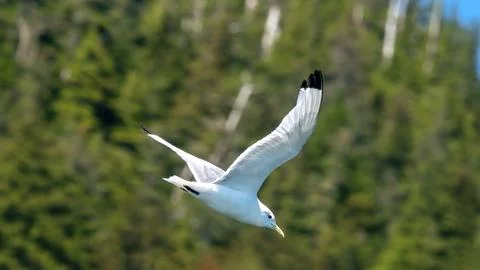 Seagull Stock Photos