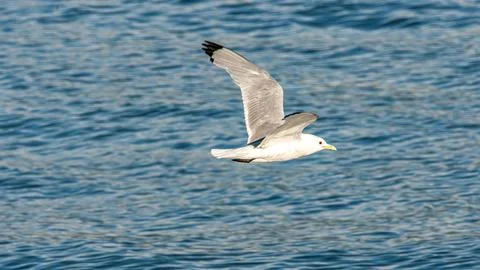 Seagull Stock Photos
