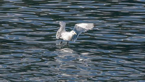 Seagull Stock Photos