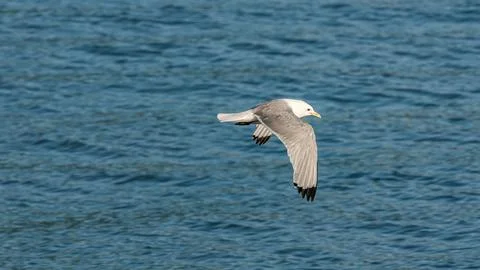 Seagull Stock Photos