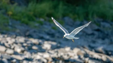 Seagull Stock Photos