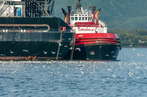 Seagull Stock Photos