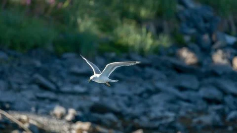 Seagull Stock Photos