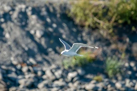 Seagull Stock Photos
