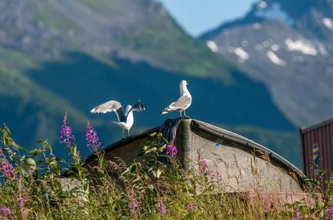 Seagull Stock Photos