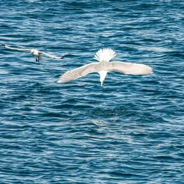 Seagull Stock Photos