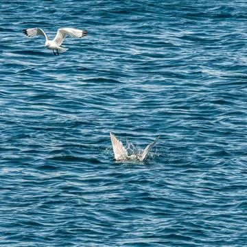 Seagull Stock Photos
