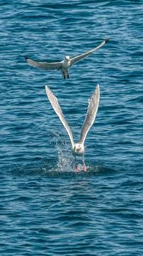 Seagull Stock Photos
