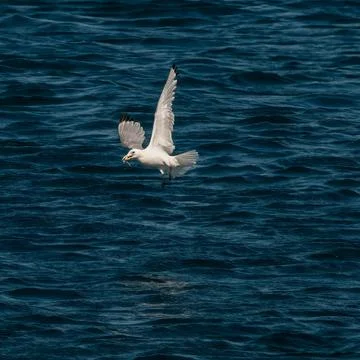 Seagull Stock Photos