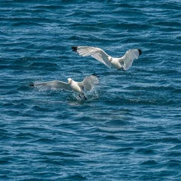 Seagull Stock Photos