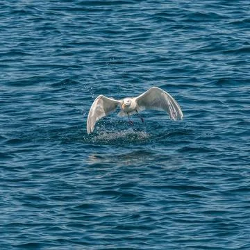 Seagull Stock Photos