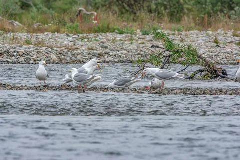 Seagull Stock Photos