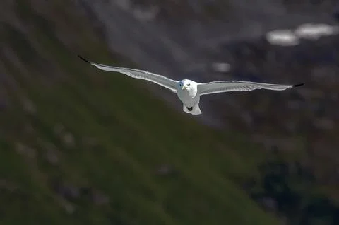 Seagull Stock Photos