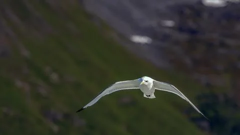 Seagull Stock Photos