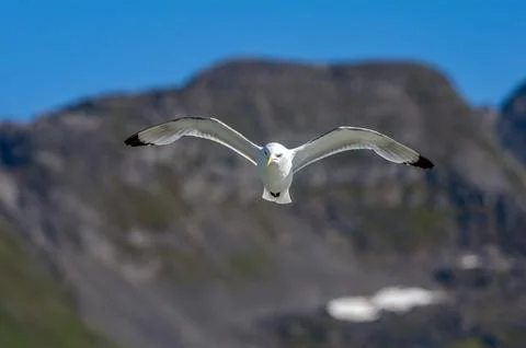 Seagull Stock Photos