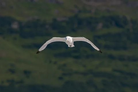 Seagull Stock Photos