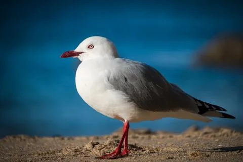 Seagull Stock Photos