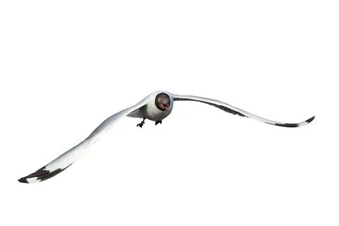 Seagull Stock Photos