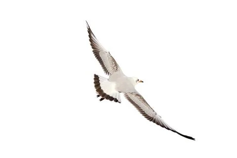 Seagull Stock Photos