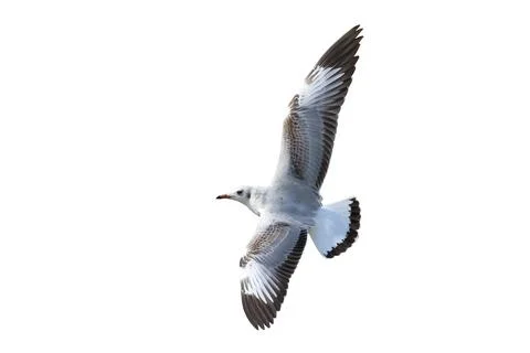 Seagull Stock Photos