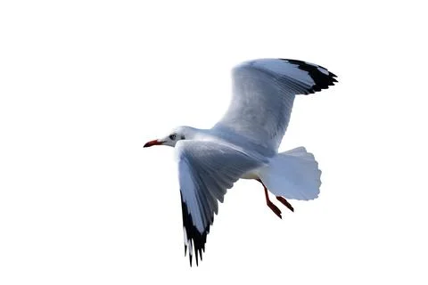 Seagull Stock Photos