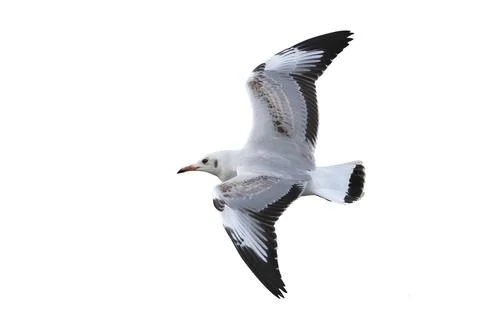 Seagull Stock Photos