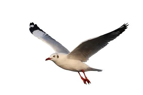 Seagull Stock Photos
