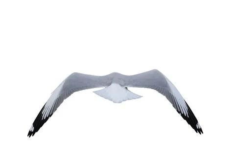 Seagull Stock Photos