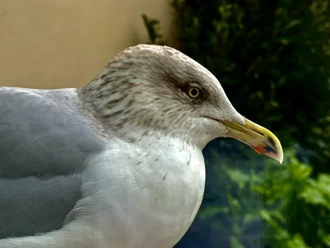 Seagull Stock Photos